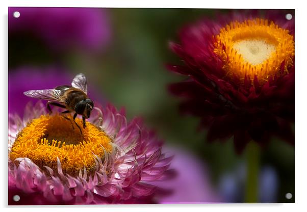 A wasp feeding on an everlasting flower. Acrylic by Eddie John