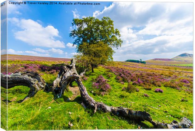 On The Heather Moor Canvas Print by Trevor Kersley RIP