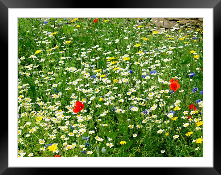   Yorkshire Wild flower meadow Framed Mounted Print by Peter Jordan