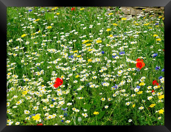   Yorkshire Wild flower meadow Framed Print by Peter Jordan