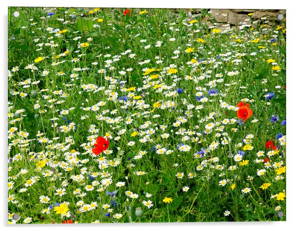   Yorkshire Wild flower meadow Acrylic by Peter Jordan