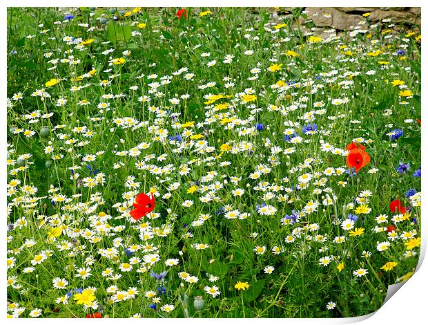   Yorkshire Wild flower meadow Print by Peter Jordan