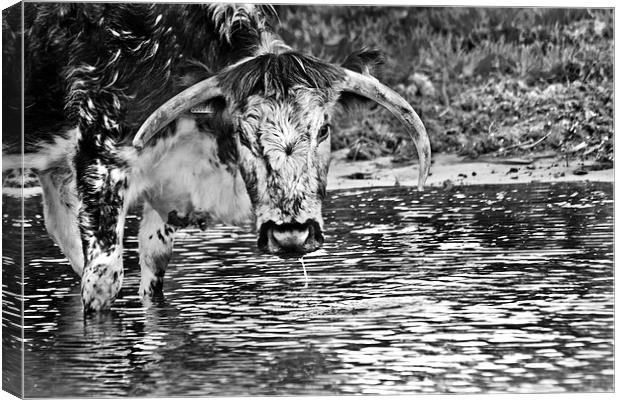 Long horned cow in black and white  Canvas Print by Jack Jacovou Travellingjour