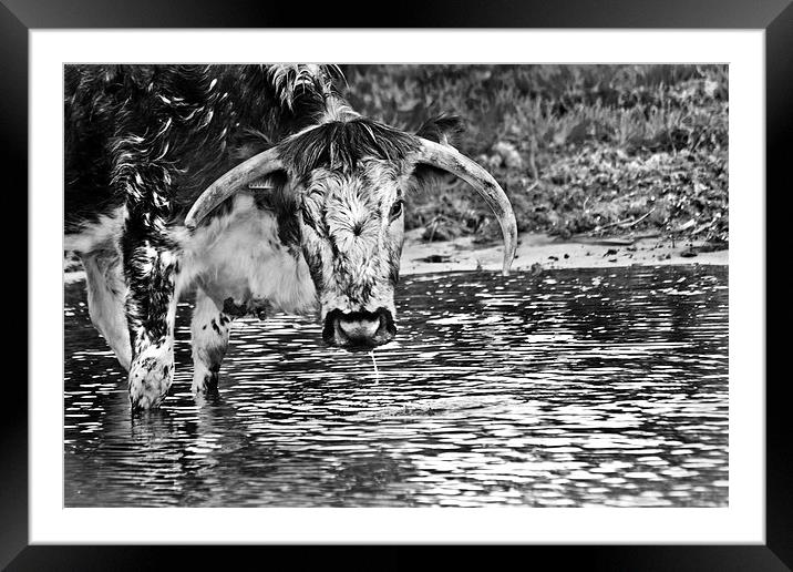 Long horned cow in black and white  Framed Mounted Print by Jack Jacovou Travellingjour