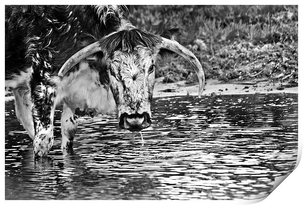 Long horned cow in black and white  Print by Jack Jacovou Travellingjour