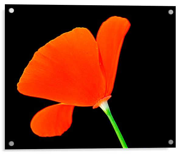  orange it is... Acrylic by dale rys (LP)