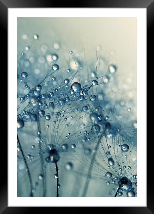  Dandy Blue Shower Framed Mounted Print by Sharon Johnstone