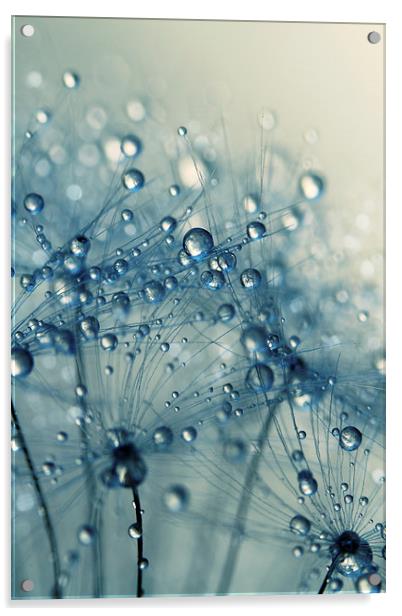 Dandy Blue Shower Acrylic by Sharon Johnstone