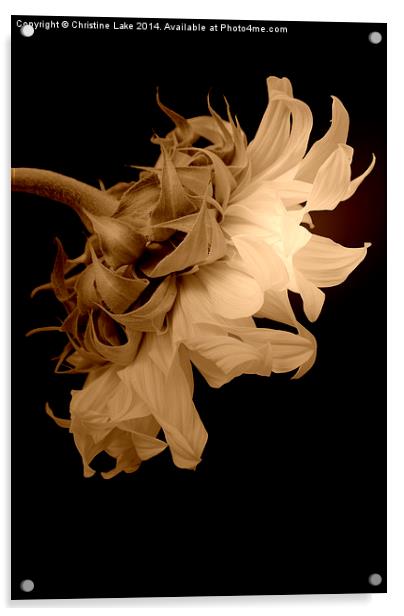 Sleeping Sunflower  Acrylic by Christine Lake