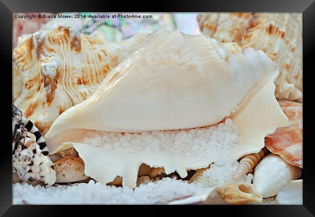  Sea Shells Framed Print by Diana Mower