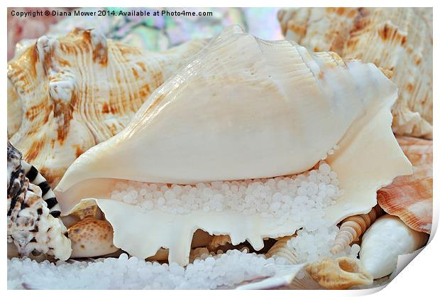  Sea Shells Print by Diana Mower