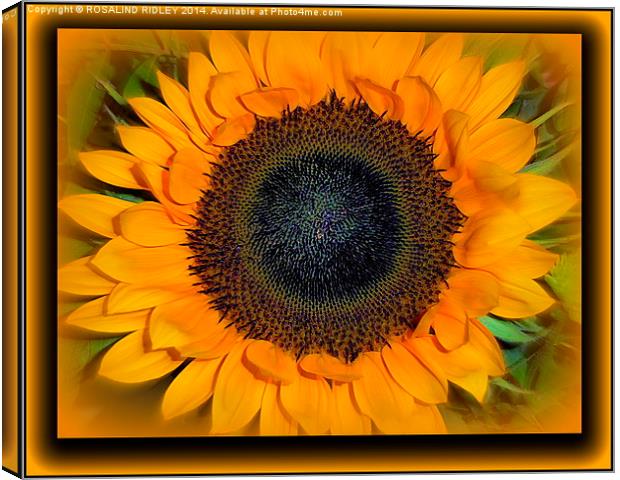 GOLDEN DELIGHT  Canvas Print by ROS RIDLEY