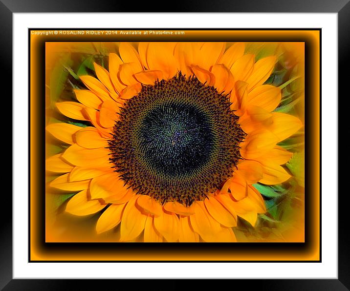 GOLDEN DELIGHT  Framed Mounted Print by ROS RIDLEY