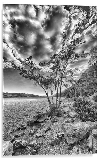  Tree at Loch Ness (in mono) Acrylic by Mark Godden