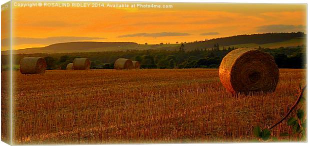 ...AND TOUCH THE STUBBLE PLAINS WITH ROSY HUE..... Canvas Print by ROS RIDLEY