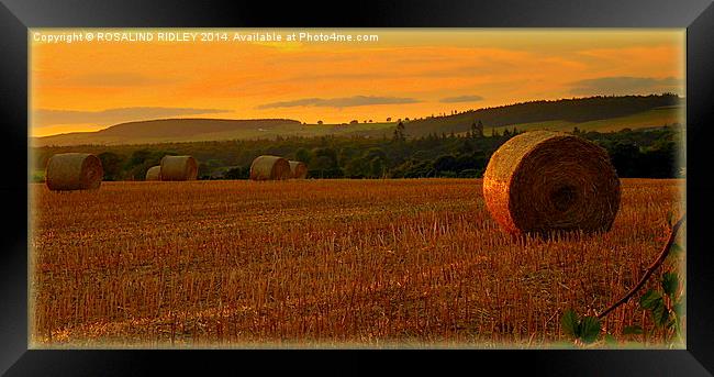 ...AND TOUCH THE STUBBLE PLAINS WITH ROSY HUE..... Framed Print by ROS RIDLEY