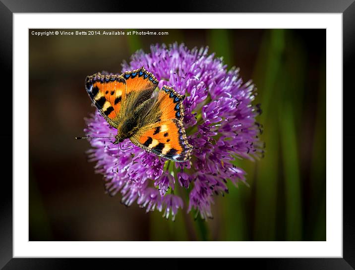  Butterfly Framed Mounted Print by Vince Betts