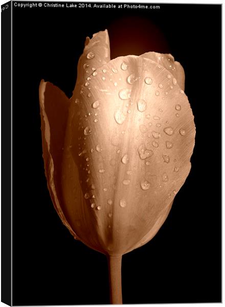  Tulip in Sepia Canvas Print by Christine Lake