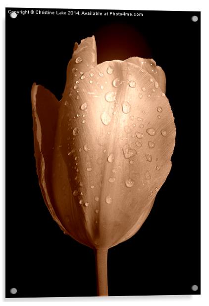  Tulip in Sepia Acrylic by Christine Lake