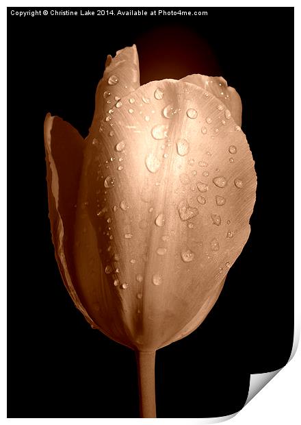  Tulip in Sepia Print by Christine Lake