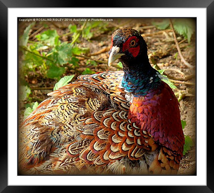 THE COLOURS AND PATTERNS IN NATURE..THE PHEASANT  Framed Mounted Print by ROS RIDLEY