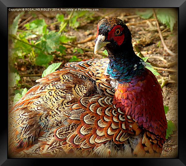 THE COLOURS AND PATTERNS IN NATURE..THE PHEASANT  Framed Print by ROS RIDLEY