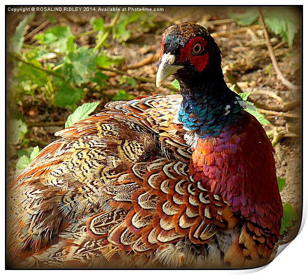 THE COLOURS AND PATTERNS IN NATURE..THE PHEASANT  Print by ROS RIDLEY