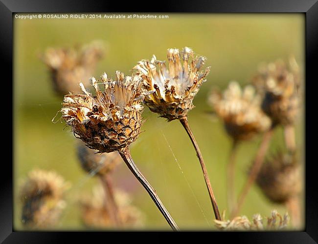 SEED PODS AND COBWEBS  Framed Print by ROS RIDLEY
