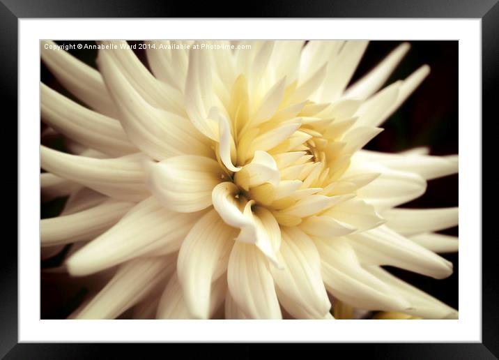  Dahlia Delight. Framed Mounted Print by Annabelle Ward
