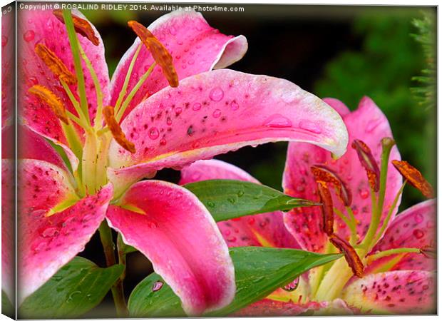 RAINDROPS ON LILIES  Canvas Print by ROS RIDLEY