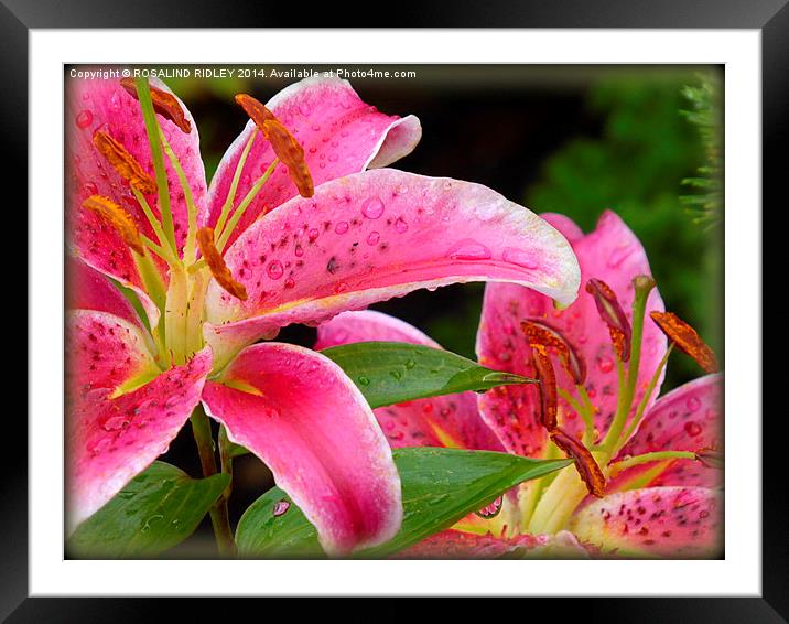 RAINDROPS ON LILIES  Framed Mounted Print by ROS RIDLEY