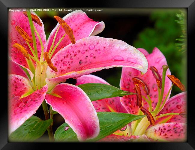 RAINDROPS ON LILIES  Framed Print by ROS RIDLEY