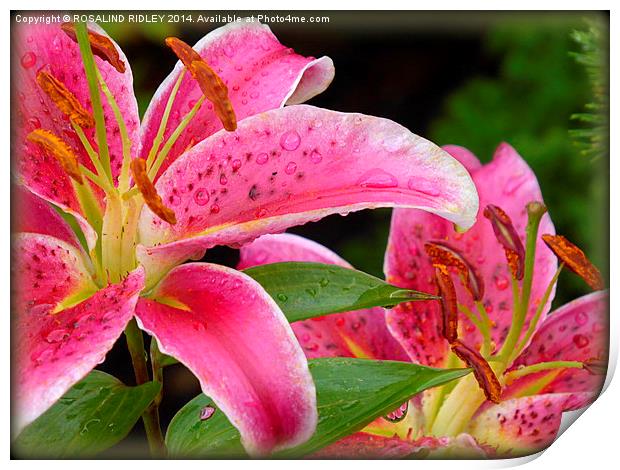 RAINDROPS ON LILIES  Print by ROS RIDLEY