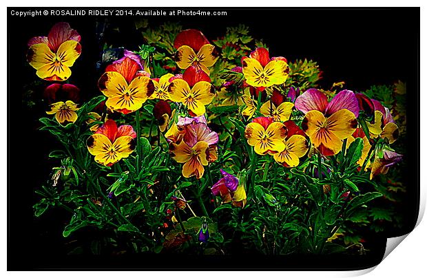 VIOLAS  Print by ROS RIDLEY