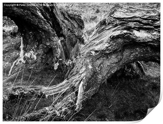 Wounded Tree  Print by Peter Jordan