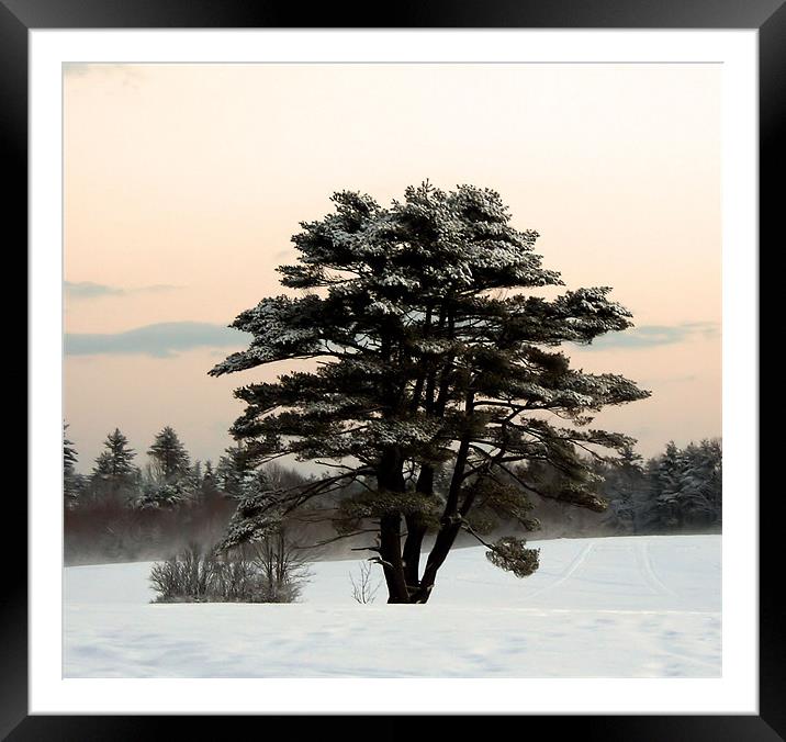 Cold Winter Morning in Maine Framed Mounted Print by Jean Scott