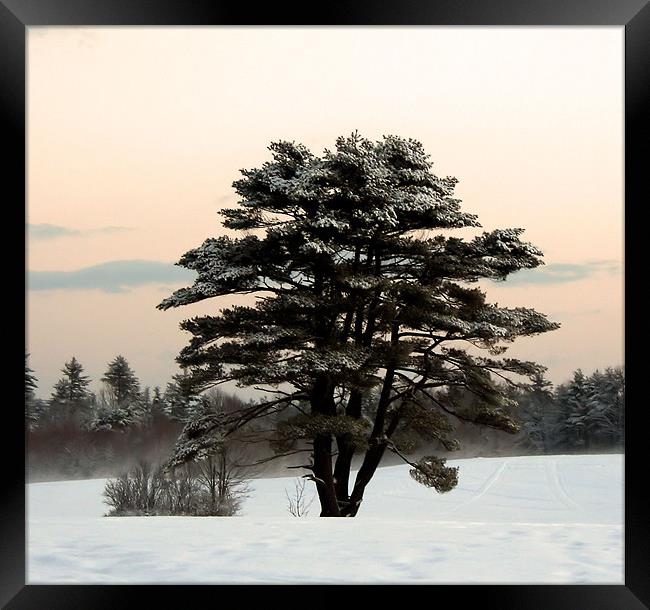 Cold Winter Morning in Maine Framed Print by Jean Scott