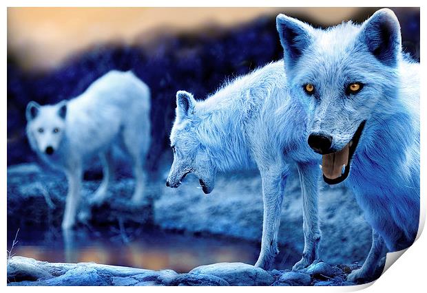  Arctic White Wolves Print by Mal Bray