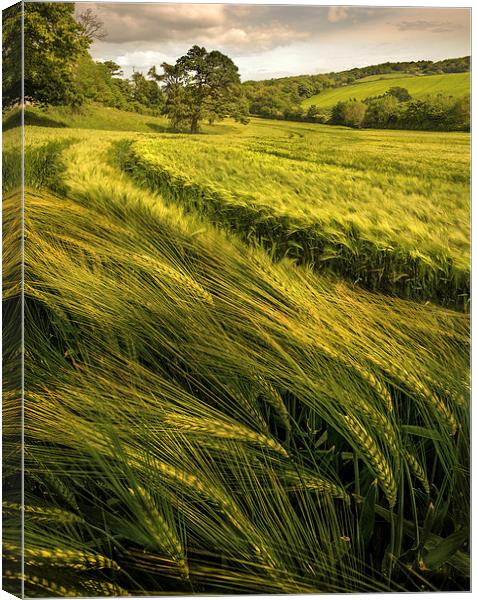  A Windy Day in the Wheat Field Canvas Print by Mal Bray