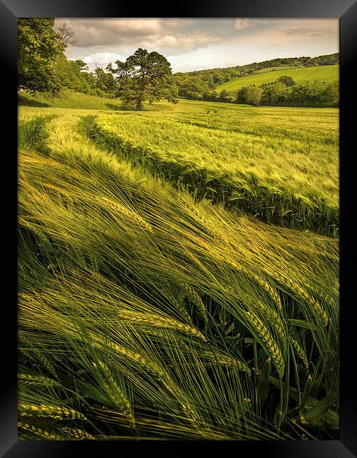  A Windy Day in the Wheat Field Framed Print by Mal Bray
