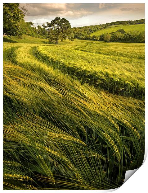  A Windy Day in the Wheat Field Print by Mal Bray