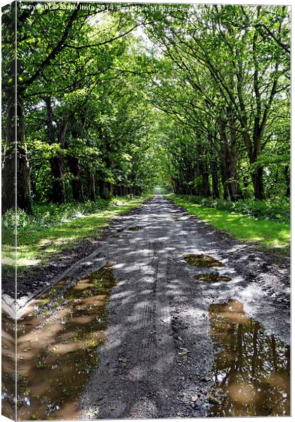  Tree lined Avenue to nowhere Canvas Print by Frank Irwin