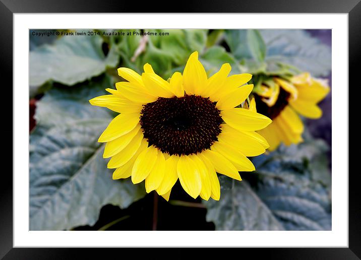  The beautiful yellow Sunflower Framed Mounted Print by Frank Irwin