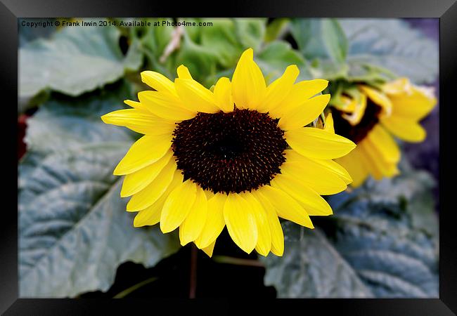  The beautiful yellow Sunflower Framed Print by Frank Irwin