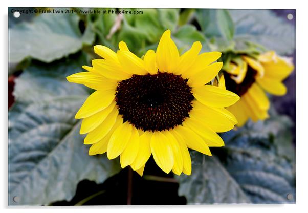  The beautiful yellow Sunflower Acrylic by Frank Irwin