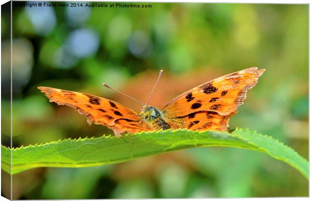  The beautiful Comma Butterfly, head on Canvas Print by Frank Irwin