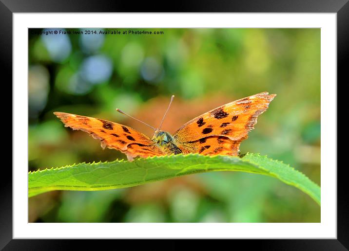 The beautiful Comma Butterfly, head on Framed Mounted Print by Frank Irwin