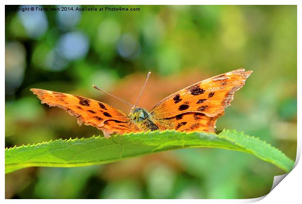  The beautiful Comma Butterfly, head on Print by Frank Irwin
