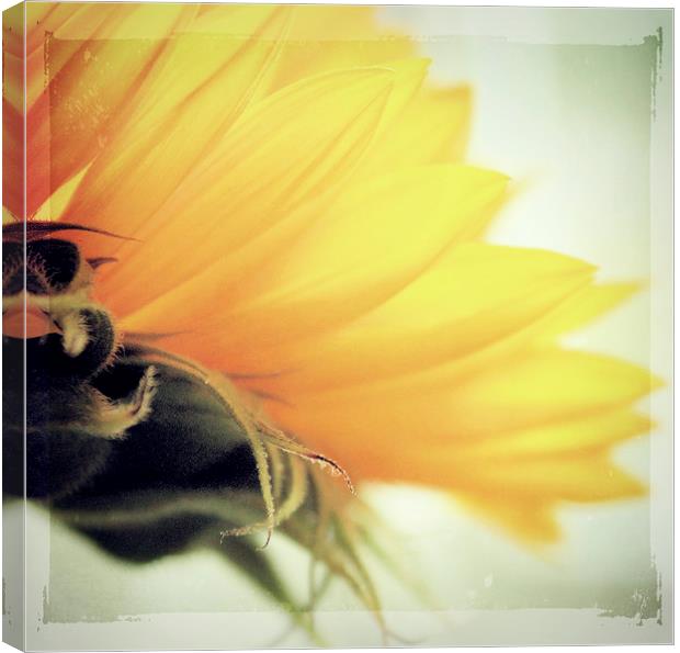  Sunflower Delight Canvas Print by Rosanna Zavanaiu