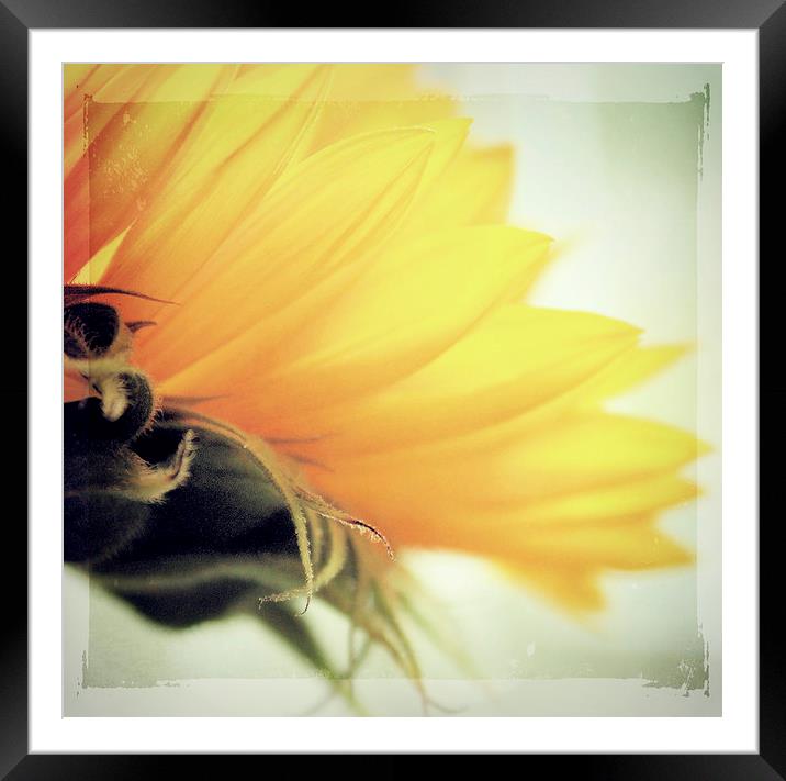  Sunflower Delight Framed Mounted Print by Rosanna Zavanaiu